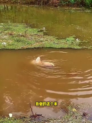 野钓大板鲫的专用打窝酒米,小惠大师做的药香红米,效果很不错#饵料窝料 #酒米窝料 #酒米打窝 #鲫鱼窝料