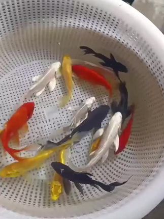 这是鱼发货的流程,观赏鱼锦鲤#观赏鱼世界 #锦鲤