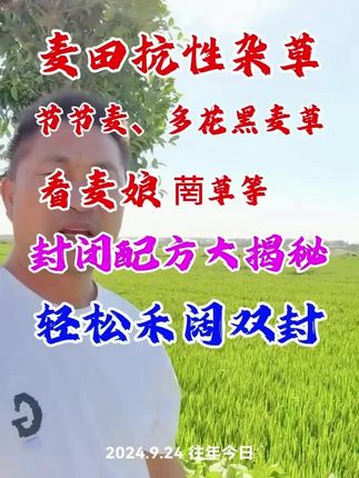 小麦抗性杂草为何封闭好?#小麦#小麦封闭#小麦封闭除草剂