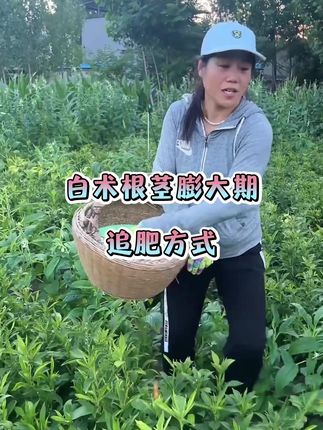 #药材种植#农业种植#中药材市场#中药材种植基地#增产增收才是硬道理
