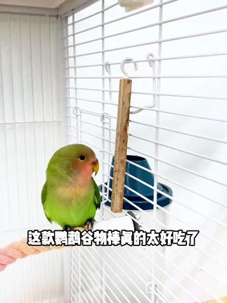 鹦鹉磨牙棒 #好物推荐🔥 #鹦鹉日常 #鹦鹉磨牙棒 #鹦鹉谷物棒 #鹦鹉零食