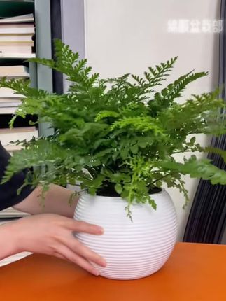 吉姆蕨网红植物盆栽绿植室内茶室盆景花卉水培蕨类观叶好养盆栽花#好物推荐🔥