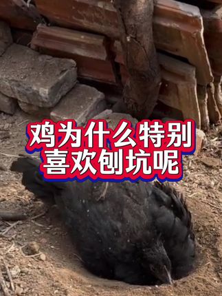 鸡为什么特别喜欢刨坑呢?#鸡鸭鹅养殖#散养土鸡#散养土蛋鸡#科学养鸡#鸡刨坑