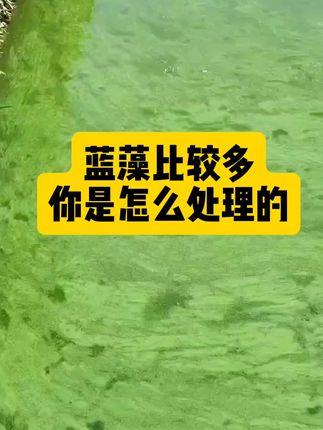 #水产养殖#蓝藻#肥水肽#鱼虾蟹养殖 鱼塘肥水培藻培虫蓝藻青苔爆发水混倒藻肥水肽生物调水肥水稳水抑制青苔爆发厂家直销批发价包邮