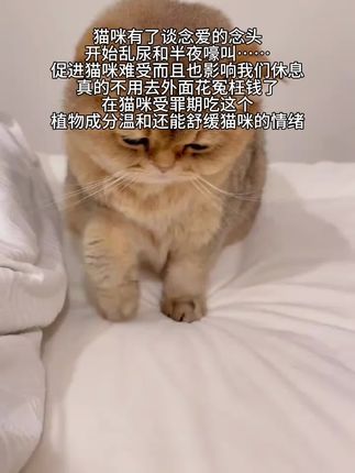 小猫不会说话,但猫家长一定要关心起来#萌宠好物 #猫咪 #猫咪的迷惑行为 #新手养猫