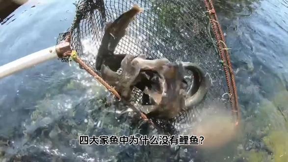 四大家甲鱼中为什么没有鲤鱼