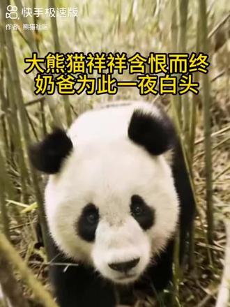 大熊猫祥祥可能到死都在记恨着奶爸,为啥一次又一次的赶它走,它不知道的是,它的奶爸在它死后一夜白头! #大熊猫祥祥