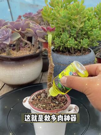 多肉爆根王快速生根液壮苗剂养花水肥植物营养液通用#多肉爆根王 #多肉爆根素 #快速生根液 #快速生根壮苗 #快速生根液植物通用