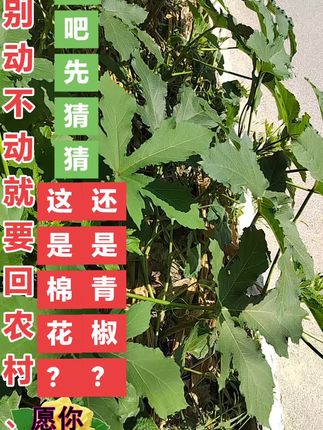 上热门#你的家乡有这植物吗 #纯天然绿色食品 #猜猜这是啥?#原生态的绿色食品 #感谢点赞关注!视频下方购物车里有莫代尔棉女内裤舒适透气欢迎选购@抖音小助手