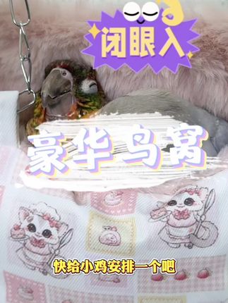 豪华保暖鸟窝 不怕小鸟挨冻了#鹦鹉 #手养鹦鹉#过冬神器