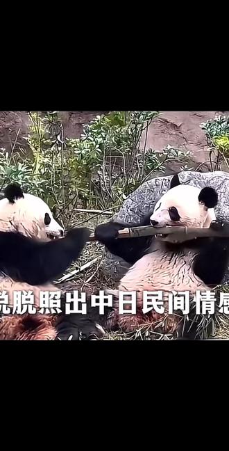 旅日大熊猫晓晓、蕾蕾回家啦!
#大熊猫晓晓蕾蕾 #大熊猫#三藏·国货