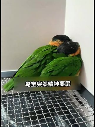 鸟宝状态差,拒食等,及时补充电解多维#鹦鹉 #鹦鹉鹦鹉萌萌哒逗鹦鹉 #鸟类 #科学养宠攻略 #牡丹鹦鹉
