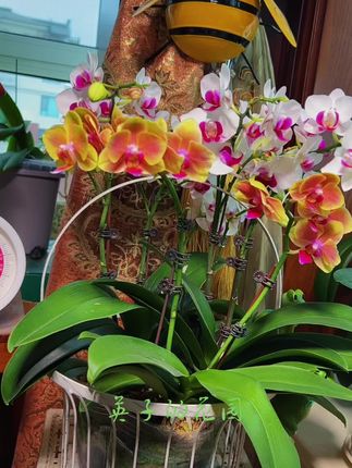 家庭蝴蝶兰的养护 #爱生活爱养花 #阳台养花 #实拍
