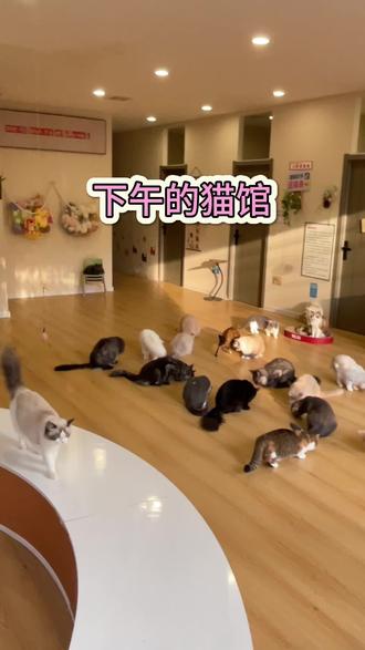 十三个房间全部免费不限时!#撸猫