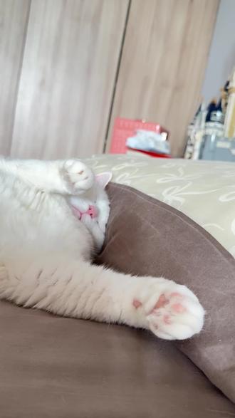 咪没脖子也可能是后天造成的#猫猫咪