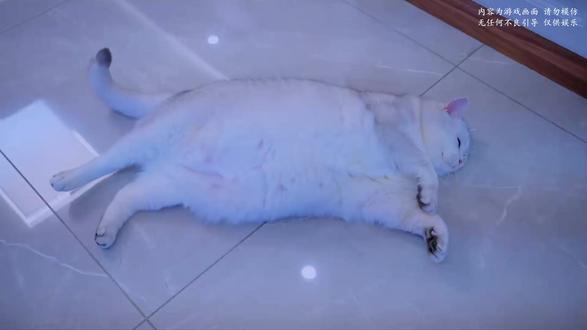 #萌宠嘉年华 #抖音热点 #萌宠