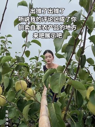听过我的评论区成了你们摆摊的地方,为了你们我必须每天坚持发,我先来M自家果园的砀山梨#砀山酥梨 #新农人 #自家果园