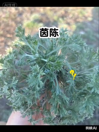#草本植物 #养生智慧 #茵陈 #中草药 @抖音热门 ✅ @抖音来客官方助推官 @抖音创作灵感