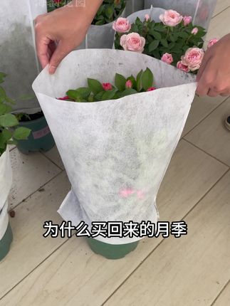 为什么买回来的月季、叶片绿油油#花卉绿植 #月季 #养护小知识
