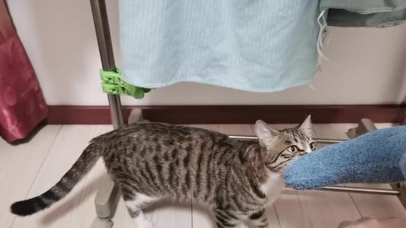 喜欢蓝色小枕头,急的都说话了 #动物成精 #萌宠日常记录 #狸花猫 #萌宠