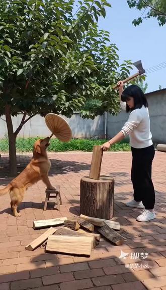 笑死我了!#狗扇蒲扇驴唱歌 #即梦AI #劈柴小分队 #毛驴子 #劈柴小能手