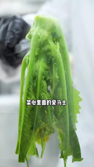 探秘广东增城迟菜心的美味奥秘 正宗增城迟菜心,全网批发,2位数不到8斤礼盒包装#增城迟菜心基地 #迟菜心 