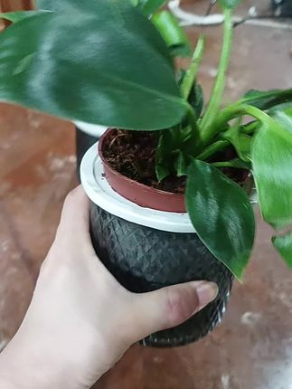 9块9现在发2盆 # 金钻 不嫌贵了吧# 花卉绿植... #水培植物 大叶金钻#金钻