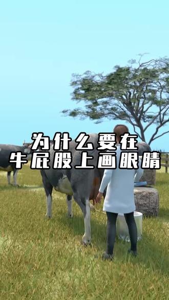 为什么要在牛屁股上画眼睛? #科普