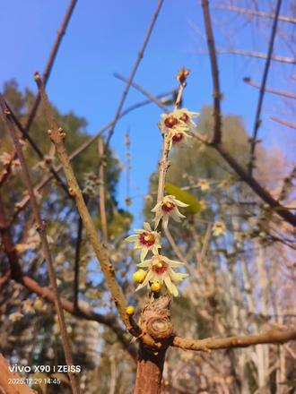 济南泉城公园腊梅花已开,温室花圃里刺梅、三角梅开的正艳,下午五点关门,想去的别迟到哦🍎