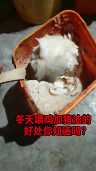 冬天喂鸡加猪油的好处你知道吗#农村养殖