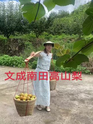 #我的乡村生活 #抖音扶持三农 #抖音助农 #文成南田 #梨子
