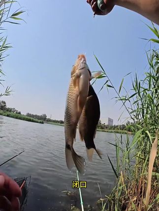 蓝鲫青春版版饵料,比传统的蓝鲫上鱼更快,聚鱼更加迅速,而且一包单开,无需复杂搭配,钓友们带一包去钓鱼把!#饵料搭配 #鱼饵推荐 #蓝鲫 #渔具用品