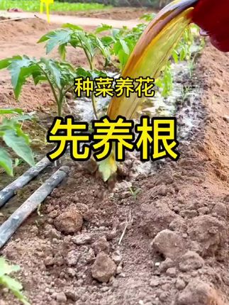 #生根 生根壮苗,绿植花卉大田作物嫁接移栽都通用,#生根壮苗