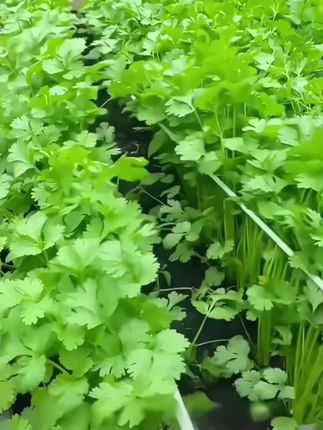 #香菜种子 #香菜种子香菜 #香菜种子推荐 #香菜种子四季 #三农