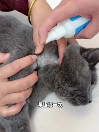 夏天蚊虫多,家里猫狗出现这种情况就用皮肤喷雾喷一喷,养宠家庭都可以备上一瓶!#萌宠好物 #科学养宠攻略 #皮肤喷雾