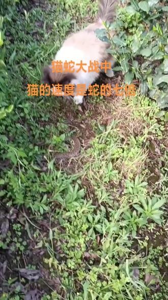 猫蛇大战,猫的速度是蛇的七倍