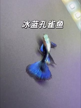 尾鳍像撒了碎钻的淡蓝薄纱,游动时连水流都染成了清透的蓝!看它们在水草间穿梭,冷调的冰蓝和绿色水草撞出高级感,整个鱼缸瞬间从普通水族箱变成“桌面小海洋”! 新手也能养!不用费心思调水质,每天喂点鱼食就能活力满满,不管是摆书桌还是放客厅,抬头看到这抹冰蓝,烦躁都被冲没了~ 现在下单还送专用鱼食,想给家里添点治愈感的宝子,左下角直接冲!#观赏鱼 #养鱼日记 #冰蓝孔雀鱼 #鱼缸里的大自然 #孔雀鱼