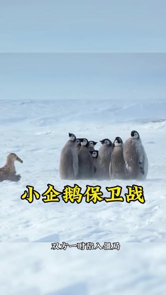 巨獲捕猎小企鹅,阿德利企鹅挺身而出#动物世界神奇动物在抖音 #动物世界