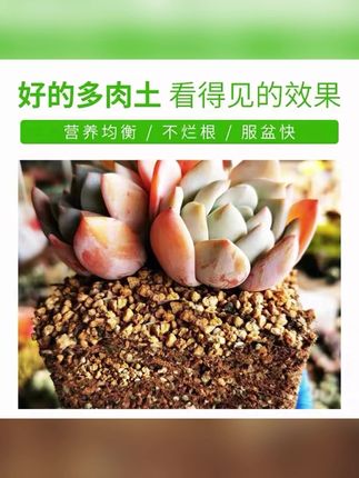 【匠程】多肉专用精品-软质颗粒土养根控型好土 #多肉专用 #精品 #颗粒土 #养根 #控型
