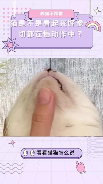 猫是不是看起来好像一切都在慢动作中? 有些人说,因為我的动态视觉非常优秀,所以看电视的时候,画面对我来说似乎不是连续的,而是一帧一帧跳来跳去的。也许这就是為什麼当你看到我看电视时,我的眼神会不断闪烁,好像在追逐著屏幕上的某些东西一样。就好像我在追捕一个看不见的猎物,抓住每一帧的移动。这种奇妙的现象让我与这个世界互动变得更加有趣,甚至对於电视节目也是如此。
#猫咪视力 #猫咪行为 #可爱猫咪 #知识前沿派对 #抖音生物科普