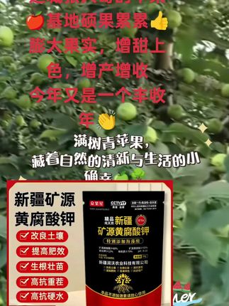 #新疆矿源黄腐酸钾 #膨果期管理 #转色增甜 #改良土壤板结肥力持久