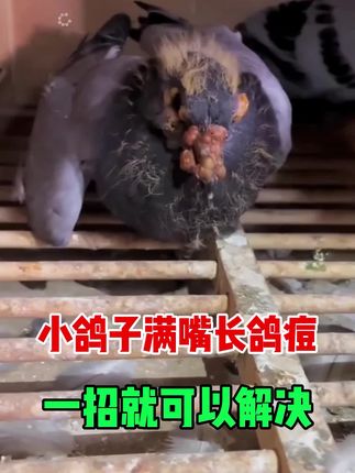 #肉鸽养殖#信鸽赛鸽#种鸽整理#养鸽人#元宝鸽