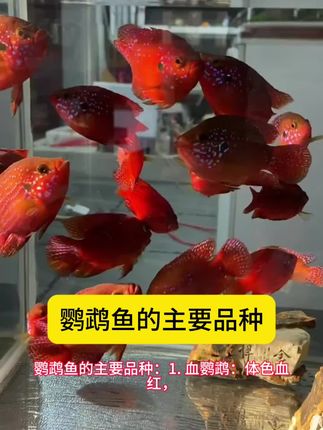 鹦鹉鱼的主要品种#鱼缸里的大自然 #轻松养鱼 #养鱼 #水族爱好者 #鹦鹉鱼饲料