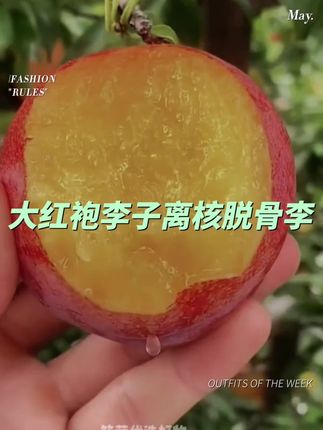 辽宁大红袍李子离核脱骨李净重3斤5斤顺丰或京东快递坏果包赔#新鲜采摘 #大红袍李子 #盖州李子