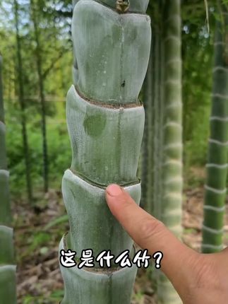分享16种不同的竹子及价格,你都认识哪几种呀?#竹子#科普