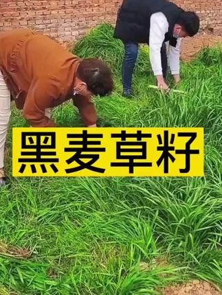 #黑麦草 #牛羊养殖 #三农 #牛羊草料