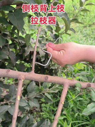 “工欲善其事,必先利其器。” 🌳 这款侧枝背上枝拉枝器,拉枝一秒搞定,果农必备神器!#果树嫁接 #我的乡村生活#果树拉枝器 #果树管理 #拉枝神器 @抖音创作灵感 @抖音创作中心