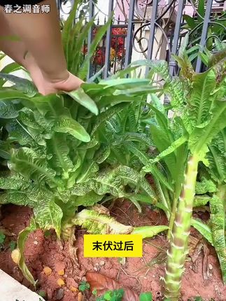 莴笋品种有很多,红皮红叶的不多见,家里空地花盆也种些吧#种植小技巧 #花卉绿植 #爱生活爱养花 #在家种菜 #三农  1