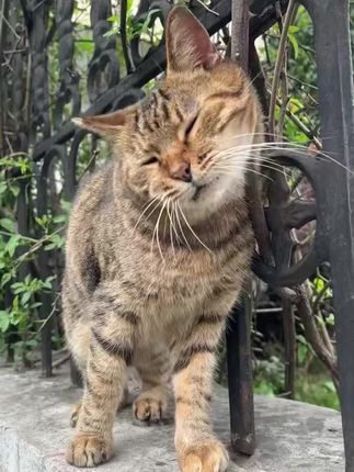#狗癣#猫癣#宠物癣#宠物#宠物喷剂 宠物皮肤有这种的可以试一下,希望可以帮到你们