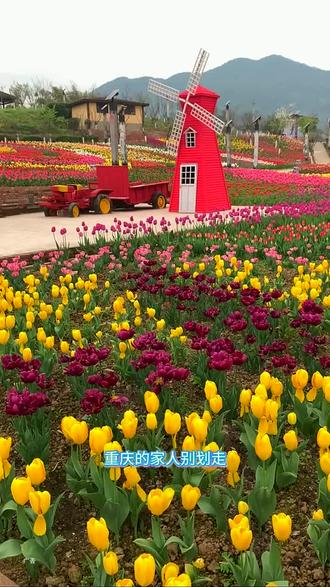 垫江牡丹樱花世界藏着春日惊喜!樱花漫天飞舞,牡丹争奇斗艳,打卡拍照超出片,是踏春赏花的绝佳去处。#来南方过年#抖音新春吃喝玩乐节#垫江牡丹樱花世界#恺之峰旅游区#记忆中的年味回来了
